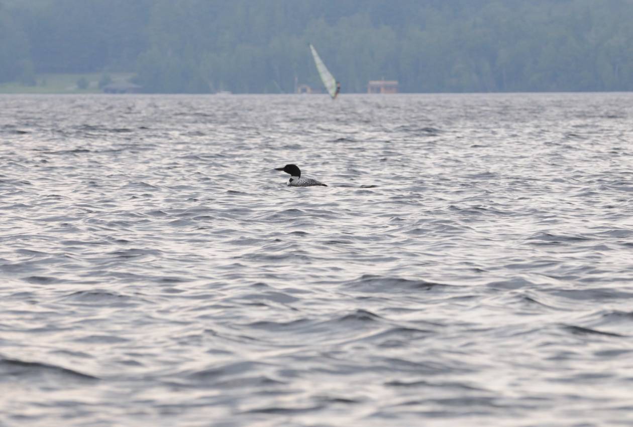 Camp Cherokee Waterfront loon