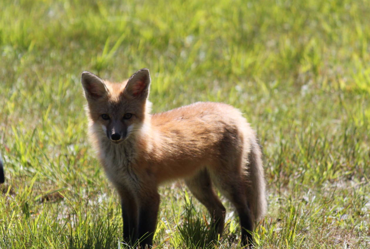 Camp Cherokee Fox