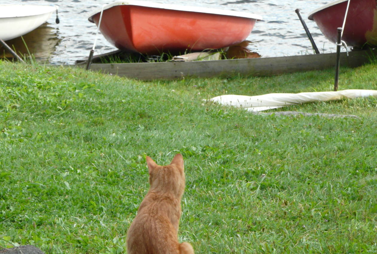 Camp Cherokee Waterfront Cat and canoes